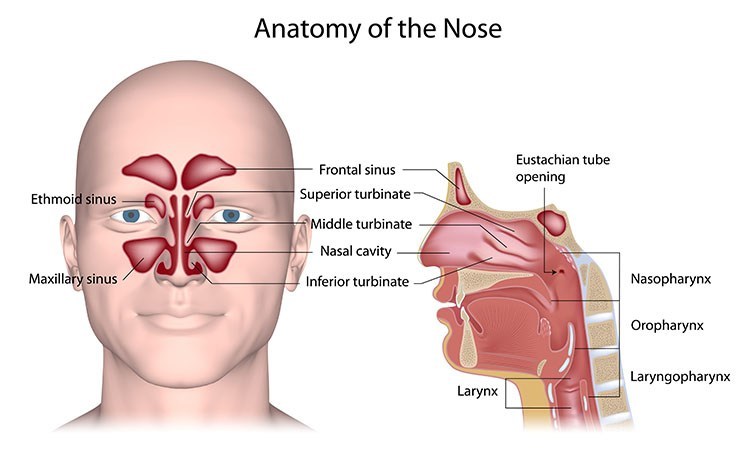 Sinusitis Pressure Relief In Overland Park, KS - Overland Park  Acupuncture Clinic